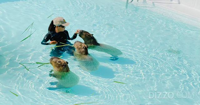 컨딩 루위섬 카피바라 생태공원 입장권