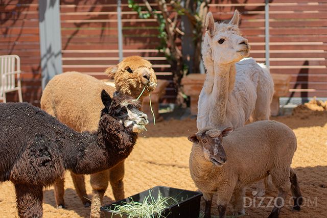 사진제공=제주신화월드 