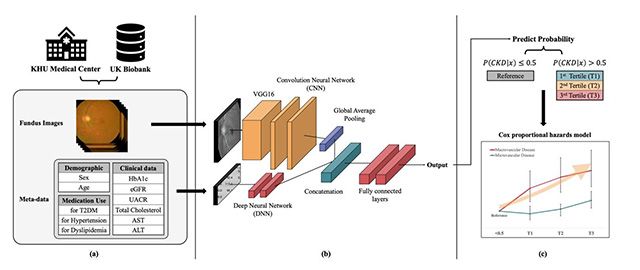 경희대 연구팀이 개발한 다중모달 인공지능 모델 개요. (a) 국내외 의료 데이터를 활용해 임상·영상정보를 통합 수집. (b) CNN 기반 딥러닝 모델 구조. (c) 예측 결과에 따른 환자군별 장기 합병증 위험도 분석. /이미지 제공=경희대 연구팀