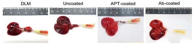 앱타머 코팅에 따른 인공 간 전임상 비교 이미지. Rat 유래 탈세포화 간 지지체(DLM)에서 ▲Uncoated(코팅·내피 처리 없음) ▲APT-coated(앱타머 코팅 후 혈관내피세포 처리) ▲Ab-coated(항체 코팅 후 혈관내피세포 처리) 조건을 비교한 결과, APT-coated에서 혈전 형성 억제 및 조직 보존 경향이 관찰되었다. /이미지 제공=강스템바이오텍