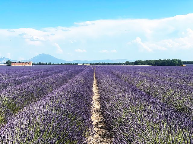 6월 말 남프랑스에서는 보랏빛으로 물든 라벤더 밭을 볼 수 있다.(사진촬영=서미영 기자)