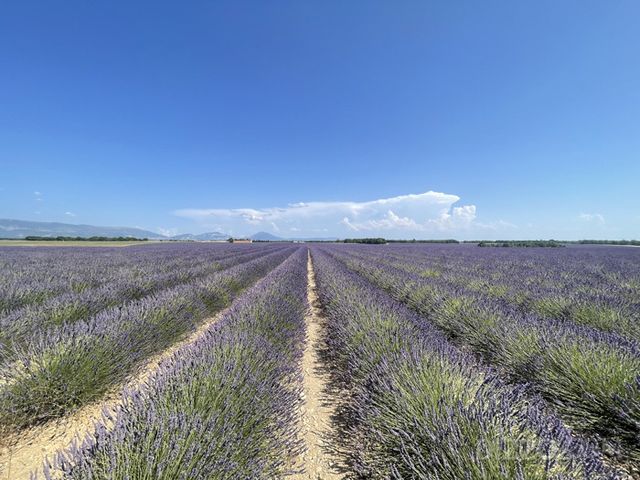 발랑솔(Valensole)에 핀 라벤더(사진촬영=서미영 기자)
