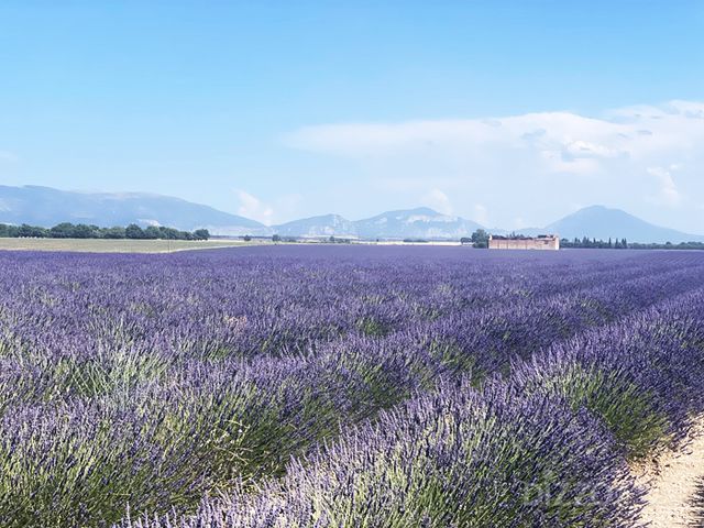발랑솔(Valensole)에 핀 라벤더(사진촬영=서미영 기자)