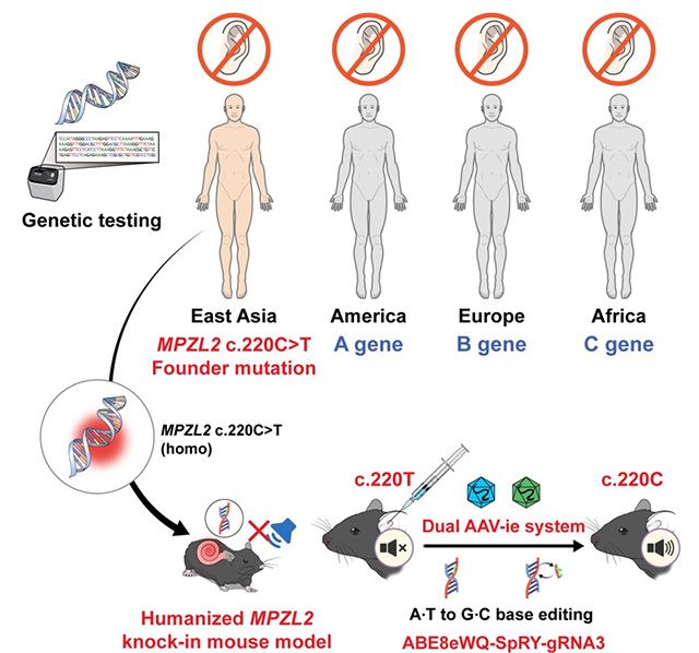 동아시아에서 높은 빈도로 나타나는 MPZL2 c.220C>T 돌연변이를 보유한 인간화 마우스 모델에 자체 개발한 염기교정 유전자가위를 단 1회 주사해 정상 서열로 교정하고 청력 개선을 확인한 과정 모식도. /이미지 제공=서울대병원