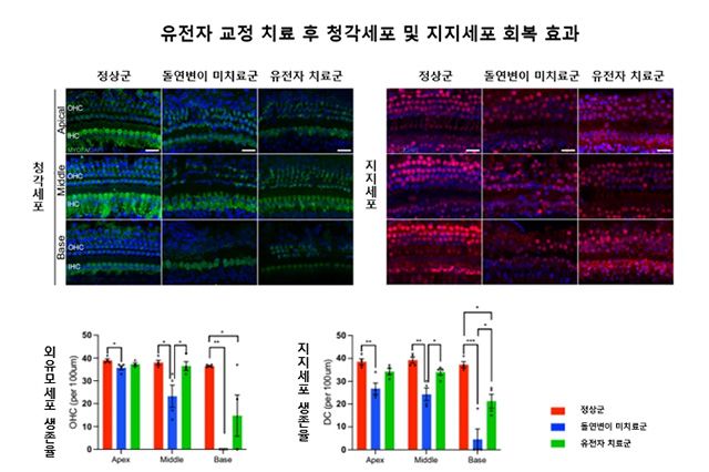 유전자 교정 치료 후 청각세포 및 지지세포 회복 효과: 정상군 대비 유전자 치료군에서 외유모세포(OHC)와 지지세포(DC) 보존이 뚜렷하게 나타났으며, 아래 그래프는 지지세포 생존율 비교 결과로 치료군에서 유의미하게 높게 확인됐다. /이미지 제공=서울대병원