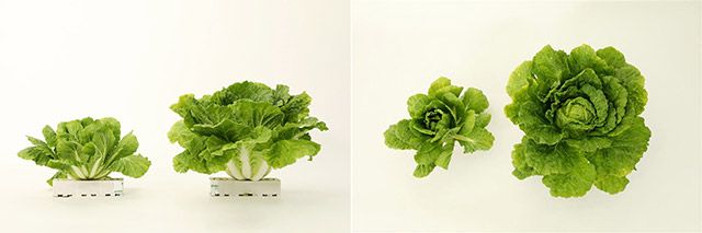 일반 품종 및 CJ제일제당 개발 품종 비교 이미지(각 이미지의 왼쪽부터 일반품종, CJ제일제당 그린로즈)./사진=CJ제일제당