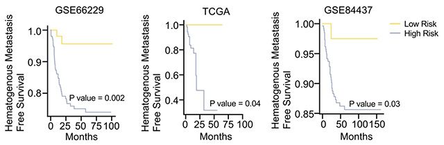 외부 코호트 검증 결과: 혈행성 전이 위험 점수로 구분한 고위험군은 외부 3개 코호트 모두에서 저위험군보다 HMFS가 유의하게 짧았다. /이미지 제공=서울대병원