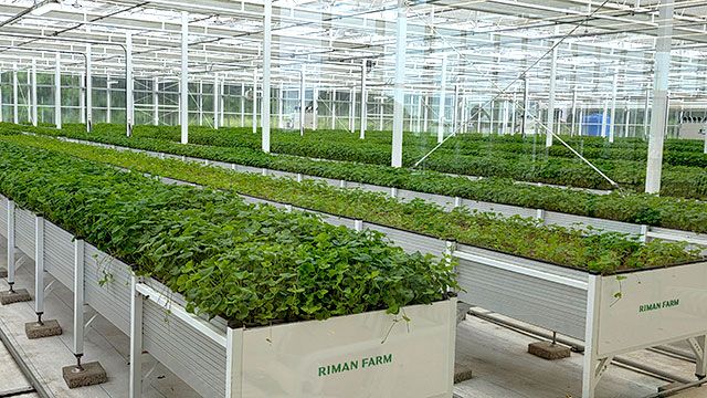 리만팜은 PMMA온실, 자동환경제어 시스템, 냉난방설비, 천창개폐설비 등 다양한 시설로 구성되어 있다./사진=김경희