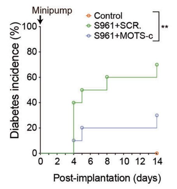 제2형 당뇨병 모델(S961 유도 마우스)에서 MOTS-c 투여 시 당뇨병 발병률이 대조군(70%)보다 현저히 낮고, 약 30% 수준에 머물러 발병이 지연된 효과가 확인됨) /이미지 제공=서울대병원