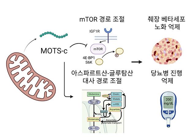 MOTS-c가 mTOR 및 아스파르트산–글루탐산 대사 경로를 조절해 췌장 베타세포 노화를 억제하고, 인슐린 기능을 보존함으로써 당뇨병 진행을 늦추는 기전 모식도 /이미지 제공=서울대병원