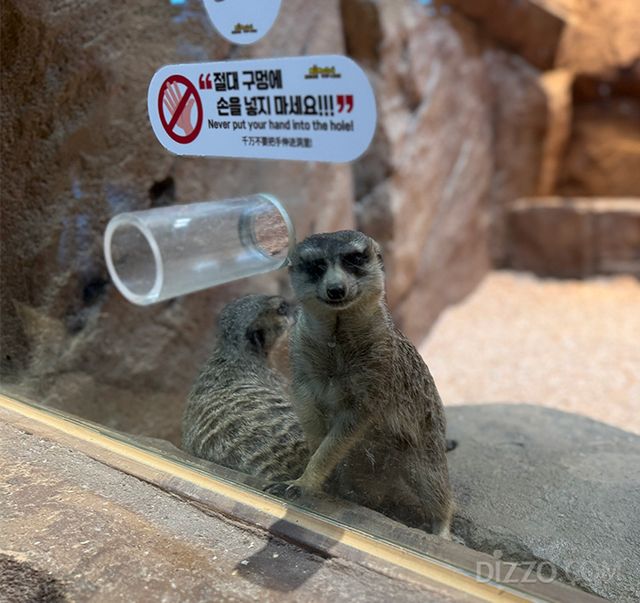 모모쥬 동물원 미어캣(사진촬영=서미영 기자)