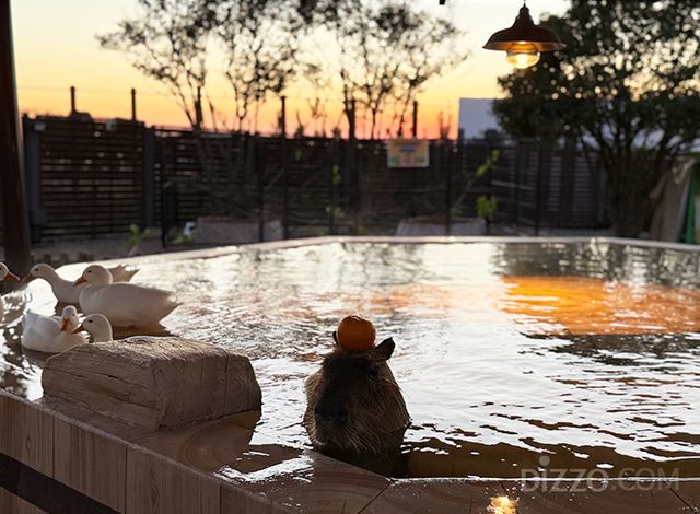모모쥬 동물원에서 온천욕을 즐기고 있는 카피바라(사진촬영=서미영 기자)