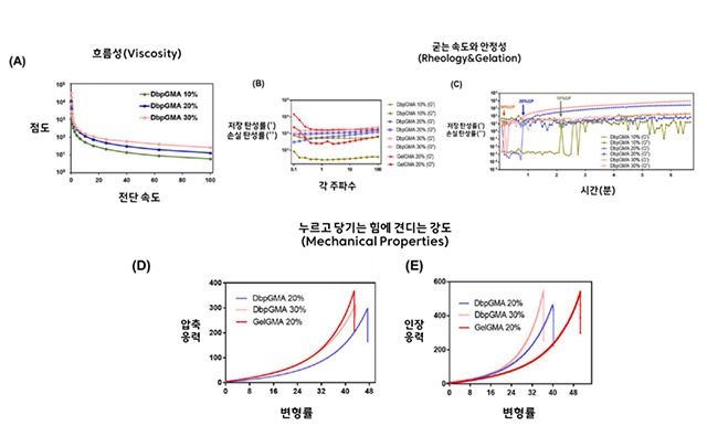 DbpGMA 바이오잉크의 물리적 특성 분석 결과. (A) 모든 농도에서 힘이 가해질수록 점도가 낮아지는 전단 감소(shear-thinning) 현상이 나타났다. (B, C) 농도에 따라 점탄성 특성을 보였으며, 농도가 높을수록 굳는 속도가 빨라지는 경향이 확인됐다. 다만 농도가 지나치게 높을 경우 세포 적합성에는 제한이 있었다. (D, E) 농도가 높을수록 강도는 증가했으나 유연성은 감소했다. 연구팀은 20% 농도에서 구조 안정성과 유연성의 균형이 가장 적절했다고 설명했다. /이미지=한림대학교춘천성심병원