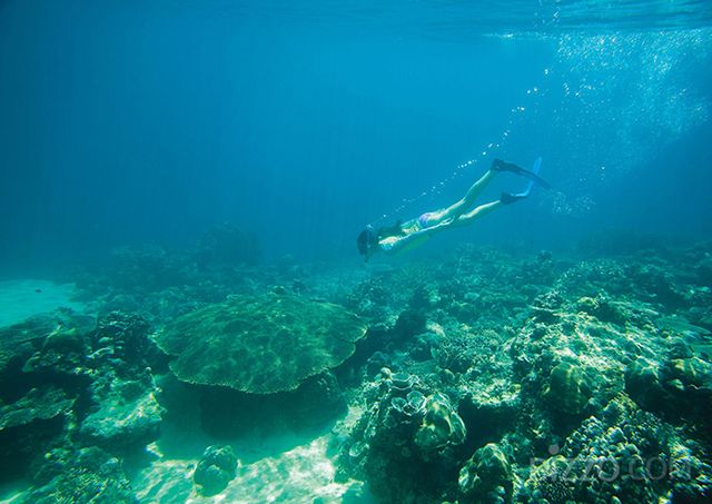 팔라완 테이블 산호(사지제공=필리핀관광부) 