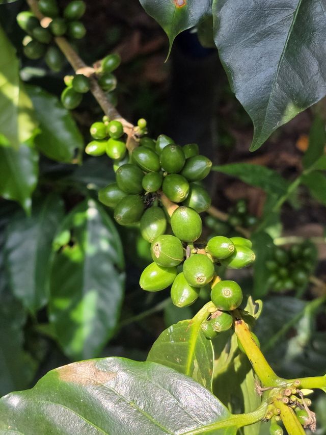 커피나무 열매 / 사진=변석모 기자