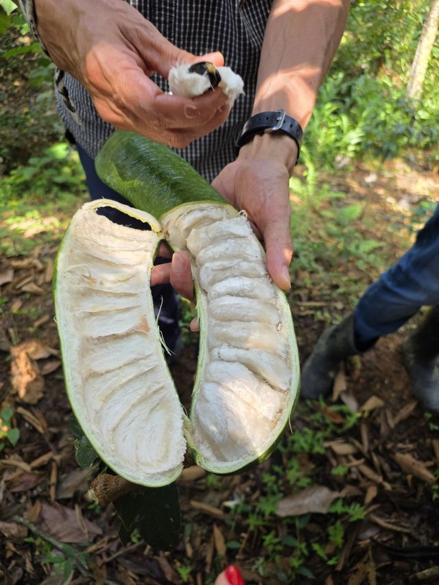 부드럽고 달짝지근한 맛이 일품인 ‘구아마(Guama)’, 영어권에서는 특유의 맛과 식감 때문에 아이스크림 빈(Ice Cream Bean)이라고도 부른다. / 사진=변석모 기자