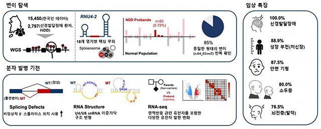 한국인 미규명 신경발달장애 환자에서 확인된 RNU4-2 유전자 변이의 탐색 과정과 임상 특징, RNA 스플라이싱 이상을 통한 분자 발병 기전을 정리한 도식. /이미지=연구팀