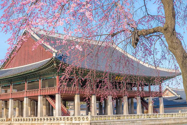 수양벚꽃 드리운 경회루(사진=서울관광재단)