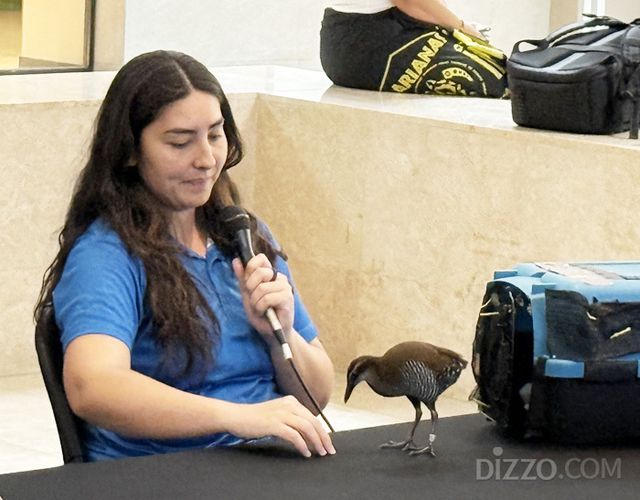 멸종위기종 코코새(사진=서미영)
