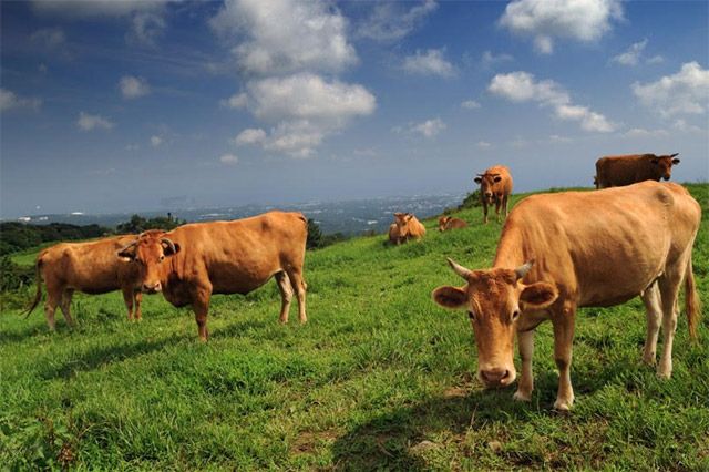 사진=한우자조금 제공