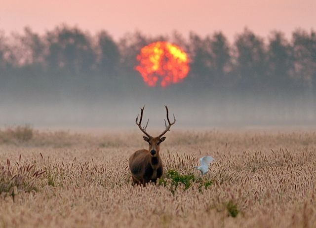 사진=중화미록원