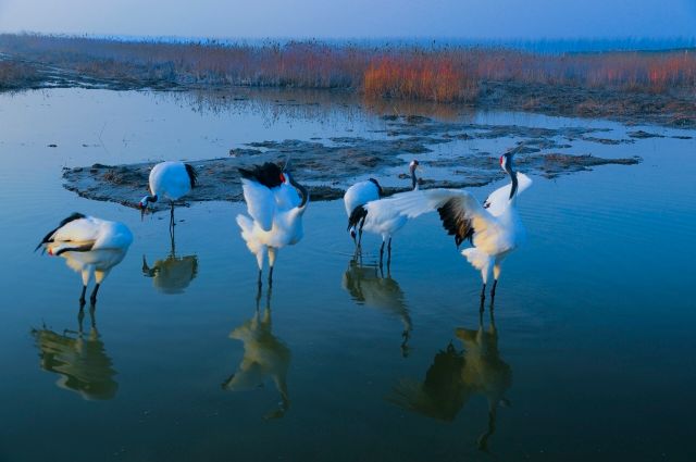 사진=단정학 습지 생태 관광구