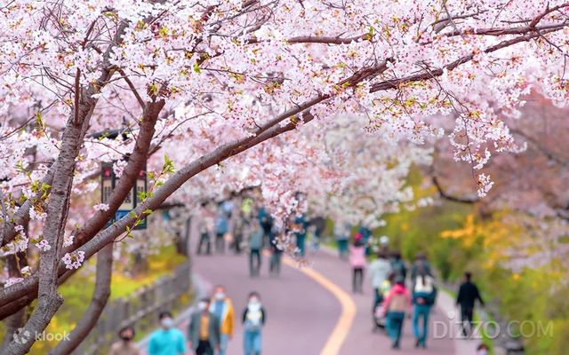 에버랜드 프라이빗 가든 체리 블라썸 투어(사진=클룩) 