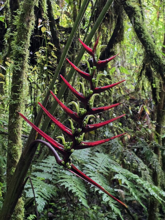 독특하고 강렬하게 생긴 열대 식물 ‘헬리코니아(Heliconia)’ / 사진=변석모 기자