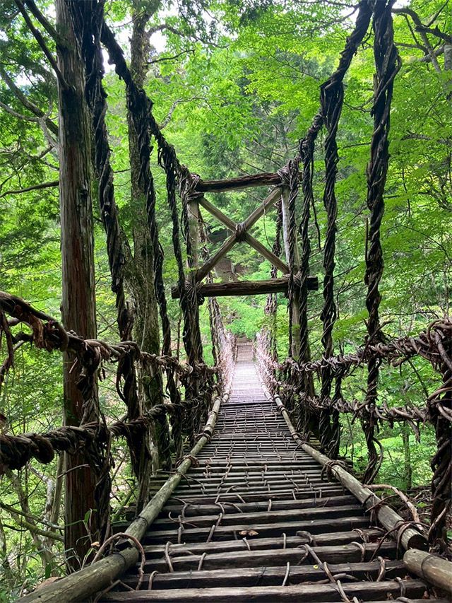 산에서 채취한 덩굴식물로 엮은 현수교 카즈라바시(かずら橋). 길이 약 45m, 수면에서 높이 약 14m로, 일본 3대 기교(奇橋) 가운데 하나다. /도쿠시와현 관광협회 제공