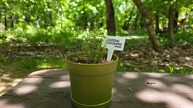 팟(Pot)-업 스토어에서는 백리향 모종을 받아 꾸민 화분./김경희