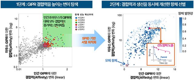 프로티나의 SPID 플랫폼 기반 항체 발굴 과정. 인간과 마우스 GIPR에 모두 결합하는 교차 반응성 항체를 선별하고 최적화하는 과정을 나타낸다. /프로티나 제공