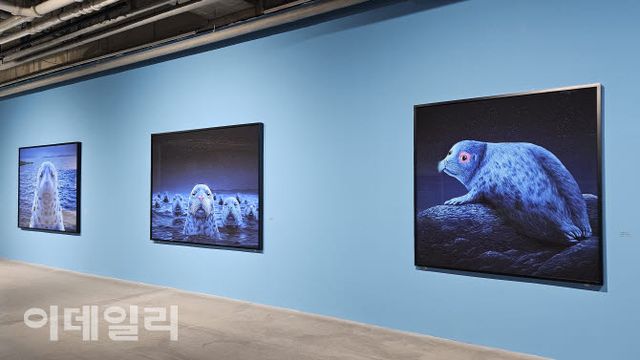 고상우 개인전 ‘너와 함께 쉬는 숨’ 전경. 서해 백령도 북방한계선(NLL) 인근에서 만난 점박이물범 연작이 나란히 걸렸다. 오른쪽부터 ‘내 얼굴을 기억해’(Remember My Face, 2026, 150×150㎝), ‘국경 없는 얼굴들’(Borderless Faces, 2026, 150×210㎝), ‘경계선’(Borderline, 2026, 150×210㎝)(사진=오현주 문화전문기자).