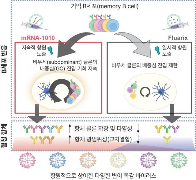 연구팀은 mRNA 백신(mRNA-1010)과 기존 분할백신(Fluarix)을 비교해 mRNA 백신이 B세포 진화를 더 오래 지속시켜 다양한 변이주에 대한 교차방어 가능성을 높임을 확인했다.