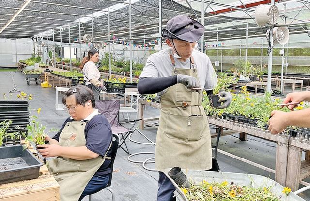 제주 서귀포시 상효동에 위치한 푸른팜사회적협동조합 농장에서 중증장애인 직원들이 꽃을 다듬고 있다.(사진=서대웅 기자)