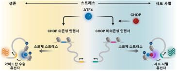 세포 스트레스 반응 핵심 조절 단백질 ATF4와 CHOP의 상호작용에 따라 결정되는 세포 생존·사멸 모식도.