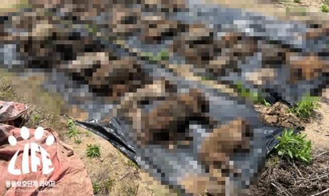 2023년 4월 경기 여주 북내면의 한 야산에서 동물보호단체 '라이프'가 발견한 '신종 펫숍' 암매장 현장. (사진=라이프)