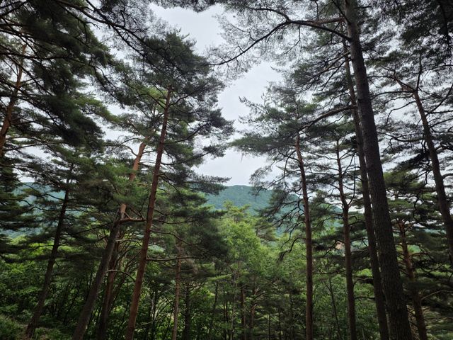 강원특별자치도 평창군 대화면 하안미리에 위치한 금강소나무숲. (사진=박진환 기자)