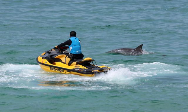 지난해 8월부터 강원 강릉항 일대에 나타나 인기를 끌고 있는 남방큰돌고래 '안목이'가 지난 4월 19일 제트스키 주변에서 헤엄치며 놀고 있다. 제주 연안에서 주로 관찰되는 남방큰돌고래는 국제 멸종위기종이자 각별한 보호가 필요한 해양생물이다. (사진=연합뉴스)