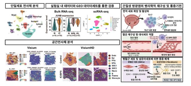 비뇨의학과 강민용·고광진 교수 연구팀이 난치성 질환인 ‘간질성 방광염(방광통증증후군)’의 발병 메커니즘을 규명했다고 밝혔다.