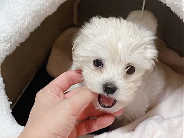 국민 84.7%가 반려동물의 대중교통 이용 확대에 동의하는 것으로 나타났다. (사진=김주환 기자)