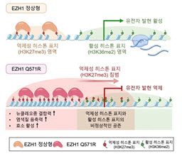 EZH1과 EZH1 Q571R 돌연변이의 작동 기전. EZH1(위) 상태에서는 억제성·활성 히스톤 표지 영역이 명확히 구분돼 유전자 발현이 정상적으로 일어난다. EZH1 Q571R 돌연변이(아래)는 억제성 표지가 활성 표지 영역을 침범하고, 두 표지가 비정상적으로 공존해 유전자 발현이 억제된다.