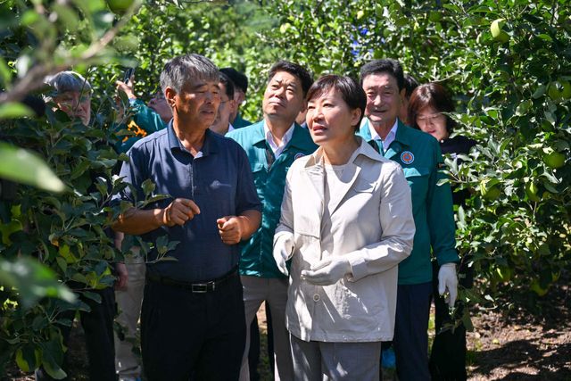 송미령(오른쪽) 농림축산식품부 장관이 풍기읍 창락리에 소재한 농가 과수원에 방문에 조생종 사과 생육상황과 작황을 살피고 있다.(사진=영주시)