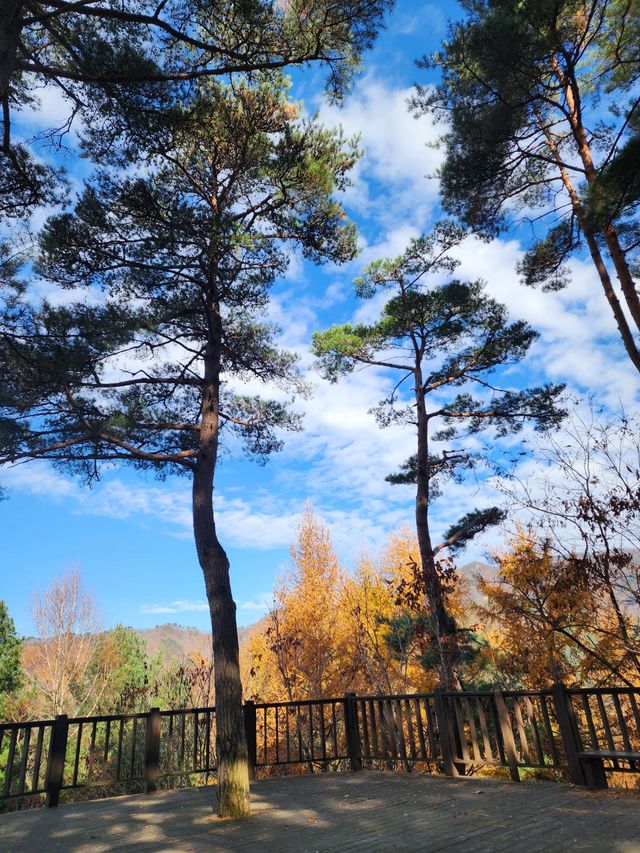 강원 횡성 상안리 사자산 정상부에서 봐라본 낙엽송숲. (사진=홍천국유림관리소 제공)