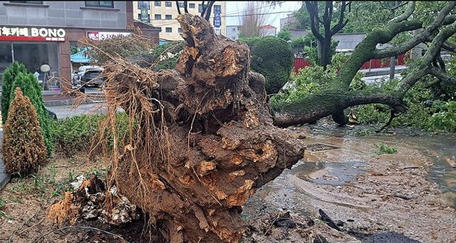 폭우에 뿌리째 쓰러진 논산시 취암동 수랑골마을 보호수 팽나무. (사진=연합뉴스)