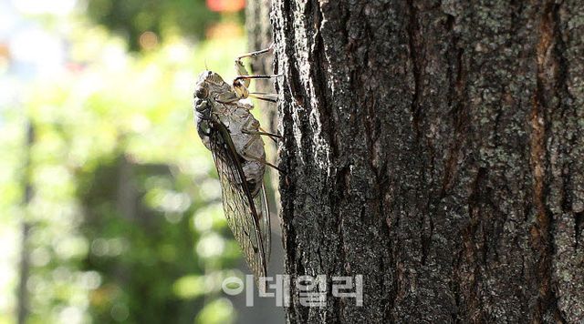 무더운 날씨를 보인 18일 서울 마포구 연남동 경의선숲길공원 나무에서 매미가 울고 있다. (사진=이데일리 방인권 기자)