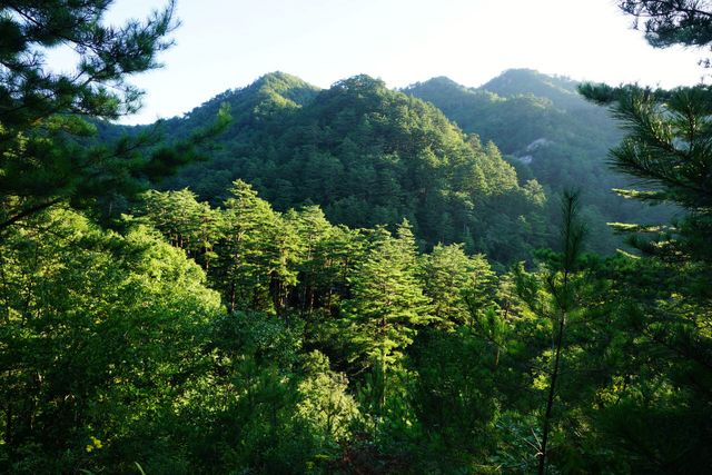 경북 울진군 금강송면 소광리 금강송숲. (사진=울진국유림관리소 제공)