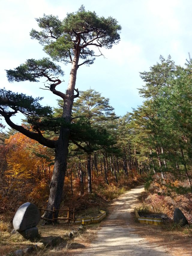 경북 울진군 금강송면 소광리 금강송숲 내 보호수로 지정된 수령 500년 금강소나무. (사진=울진국유림관리소 제공)