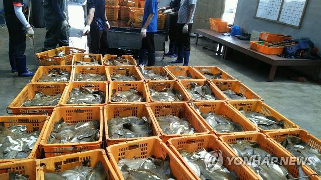 폭염 못 견디고 폐사한 광어.(사진=연합뉴스)