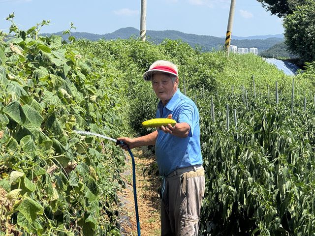 박모(82) 씨가 6일 경기도 파주시 파주읍 백석리에서 재배하는 오이들에 물을 주고 있다. 이날 파주 지역에는 폭염중대경보가 내려졌다. (사진= 강민혁 수습기자)