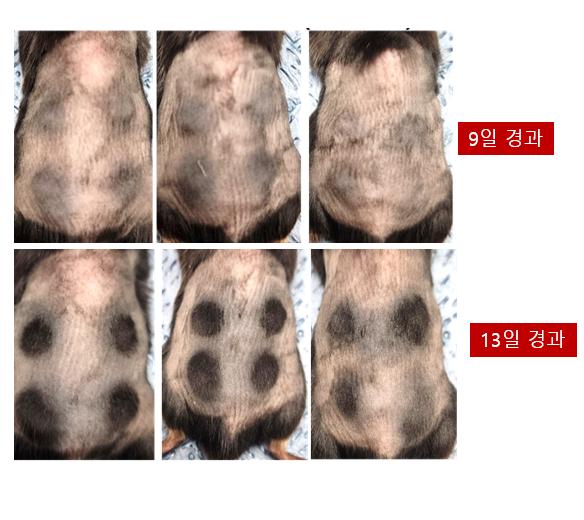 OND-1 서방성 제제를 7주령 암컷 마우스의 등에 한 번 바른 결과, 피부가 검게 변하는 성장기 반응과 함께 털이 새로 자라는 모습이 확인됐다. OND-1에는 약물을 필요한 부위에 정확하게 전달하는 정밀 약물전달 플랫폼이 적용됐다. (제공=오리엔트바이오)
